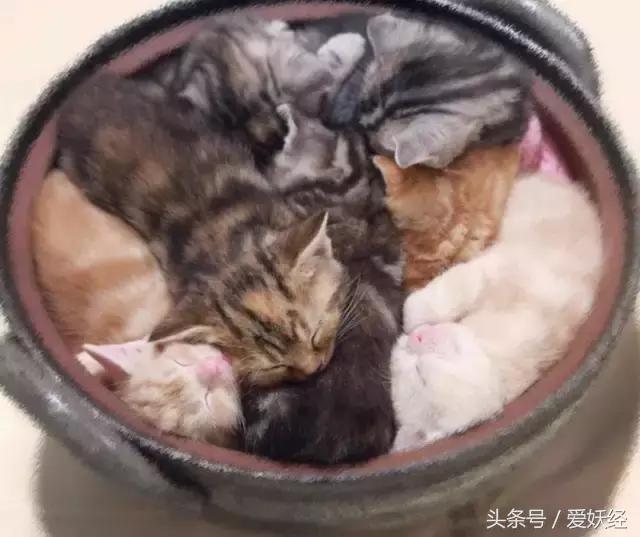 爱妖经｜开春了，来锅猫吧