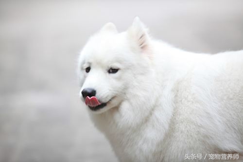 狗狗饿了有什么表现,饿狗狗会记住教训吗