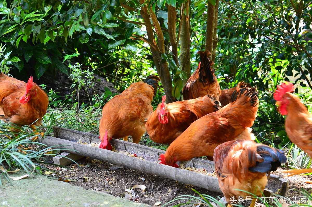 母鸡孵蛋啄出壳小鸡,母鸡为什么要啄刚孵化的小鸡