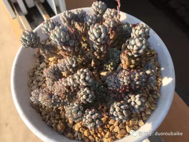 多肉为什么比较坑,多肉基础知识详解
