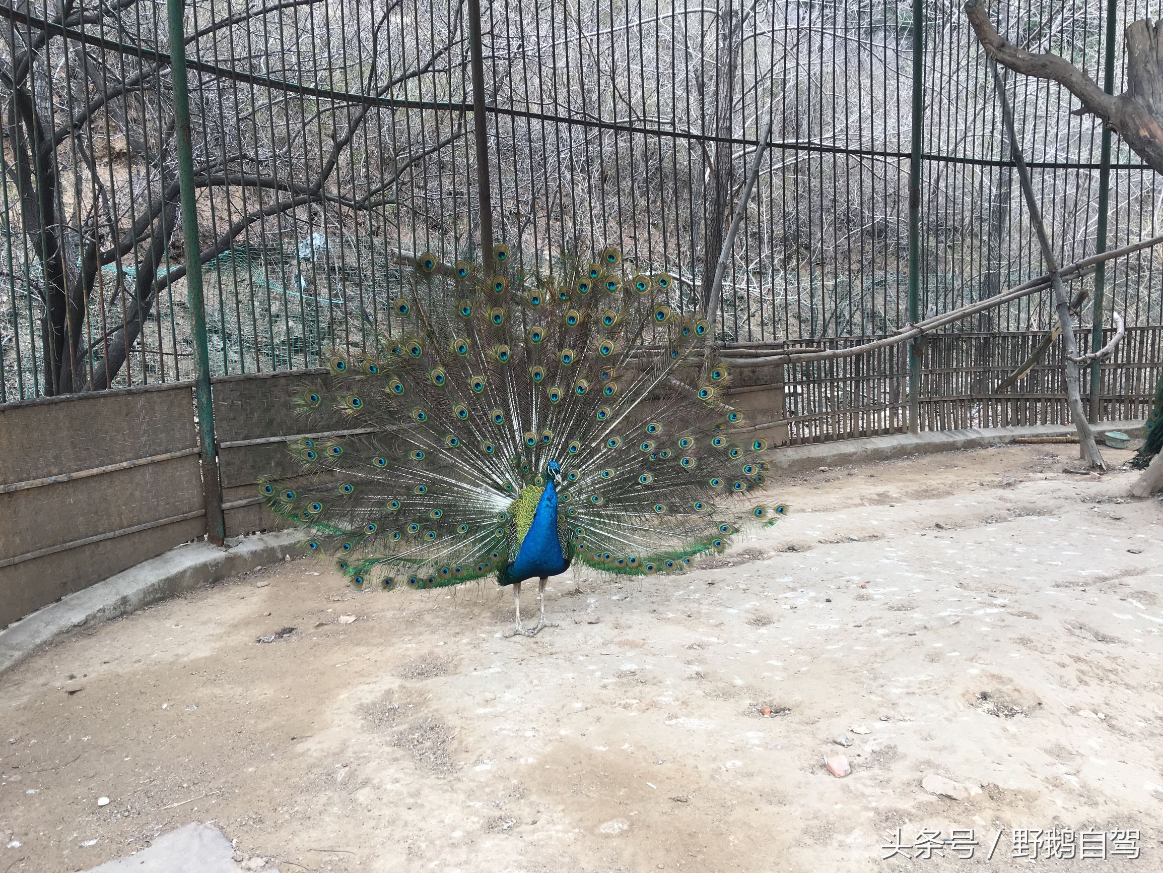 八达岭野生动物园野兽区,八达岭动物园自驾攻略大全