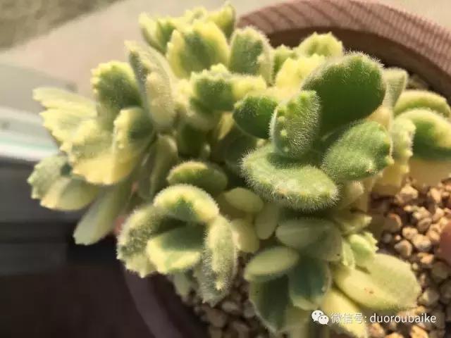 多肉为什么比较坑,多肉基础知识详解