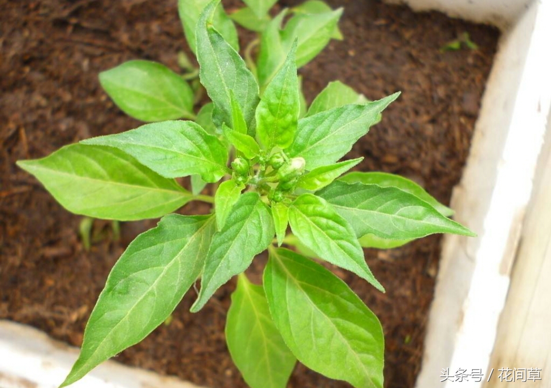 废物利用辣椒籽、发了芽的生姜别丢，几步让它变成阳台盆栽蔬菜