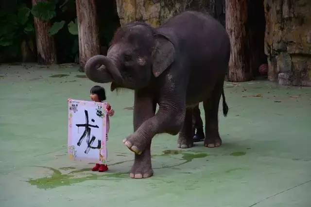 广州长隆野生动物园真实评价,广州长隆野生动物园讲解动物