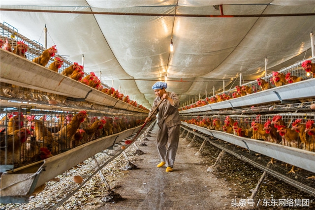 母鸡孵蛋啄出壳小鸡,母鸡为什么要啄刚孵化的小鸡