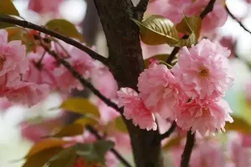 美爆了春天好去处,天津春天赏花的地方有哪些推荐