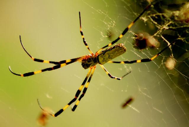 关于蜘蛛的一些可怕的事实