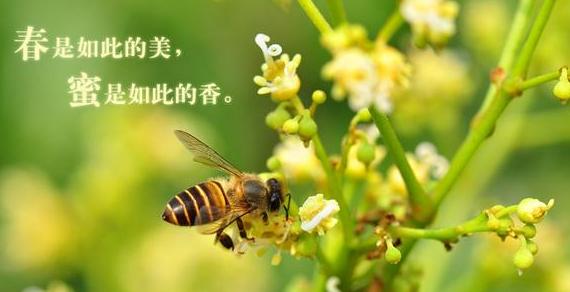 麦卢卡蜂蜜是不是天然成熟蜂蜜,麦卢卡蜂蜜详细介绍