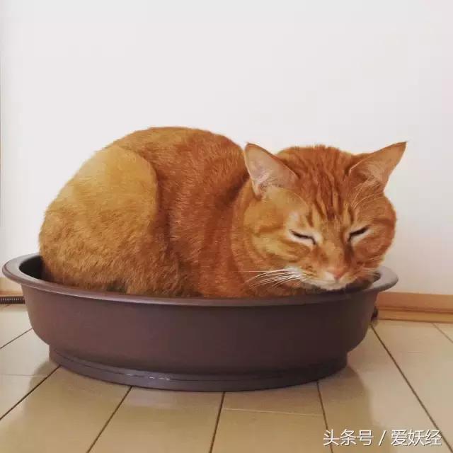 爱妖经|开春了,来锅猫吧