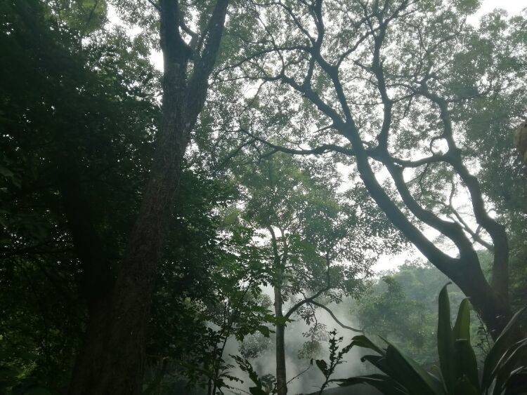 到中山的千年古刹古香林寺旧址周边山林探秘，感觉大自然太美啦