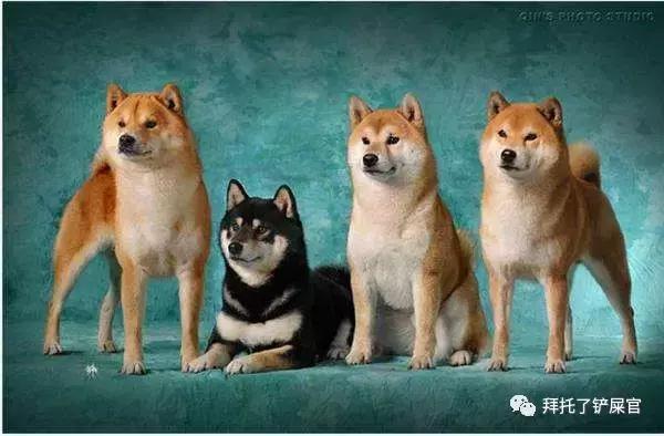 日本土狗为什么那么可爱,日本土狗是柴犬还是秋田犬