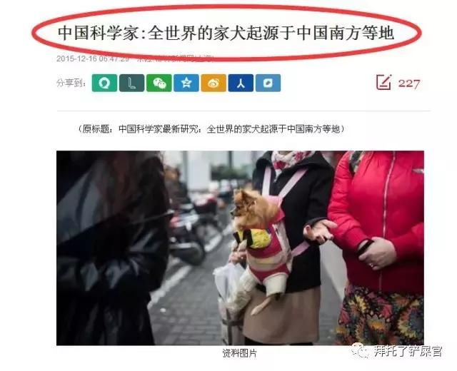 日本土狗为什么那么可爱,日本土狗是柴犬还是秋田犬