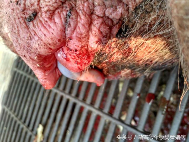 母猪生产管理养猪技术,养猪的一般母猪容易出现的问题