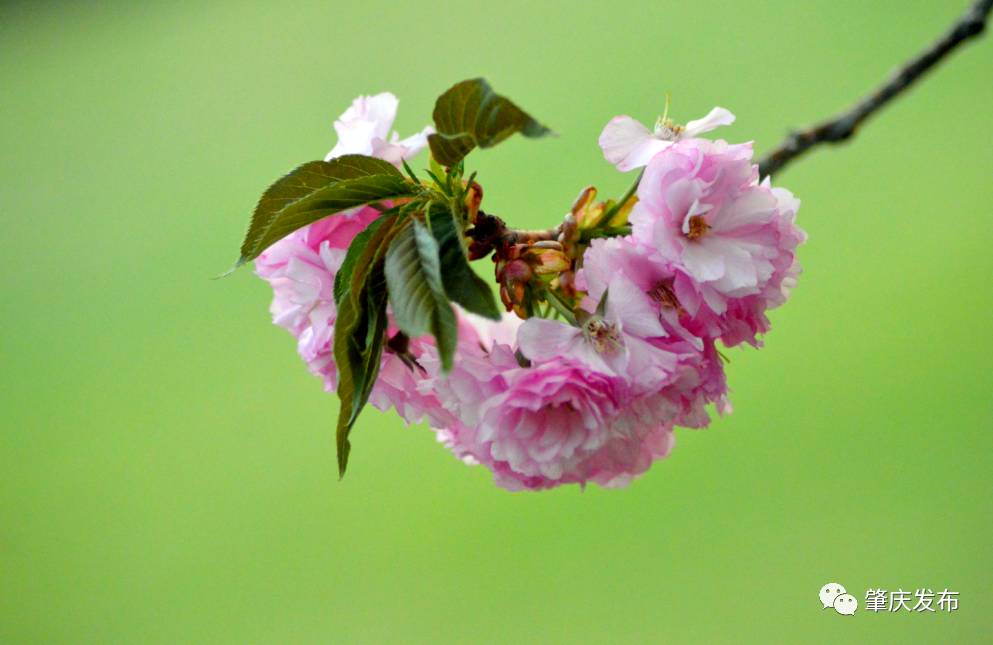 春暖花开正是踏青赏花的好时节,肇庆春日赏花的地方图片