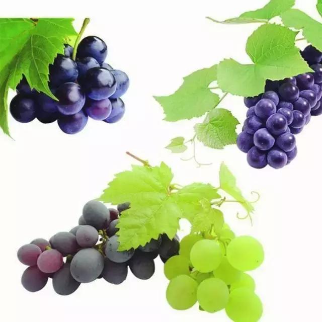 简笔画儿童3-6岁简单入门水果图解,水果和水果切面简笔画