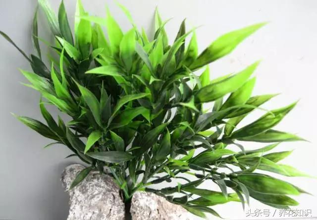 为啥刚买的富贵竹这么旺盛,买回来的富贵竹怎么养