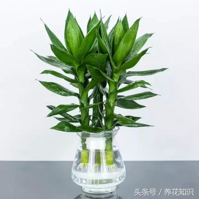 为啥刚买的富贵竹这么旺盛,买回来的富贵竹怎么养