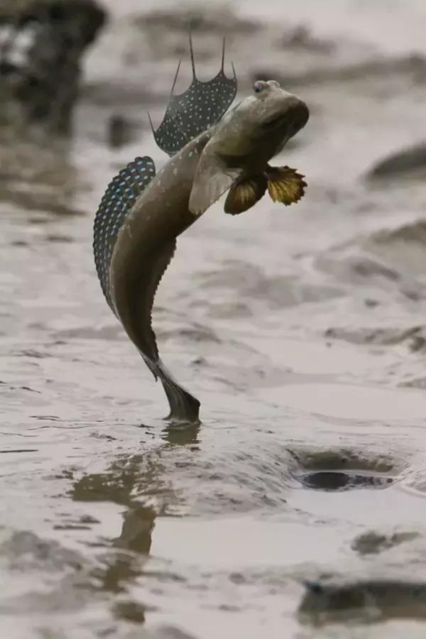 一条会飞的鱼是什么意思,会飞的鱼是怎么回事啊