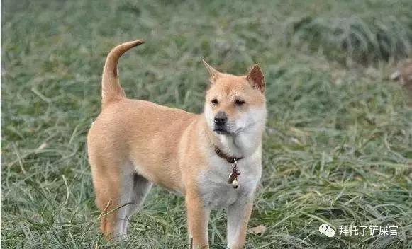 日本土狗为什么那么可爱,日本土狗是柴犬还是秋田犬