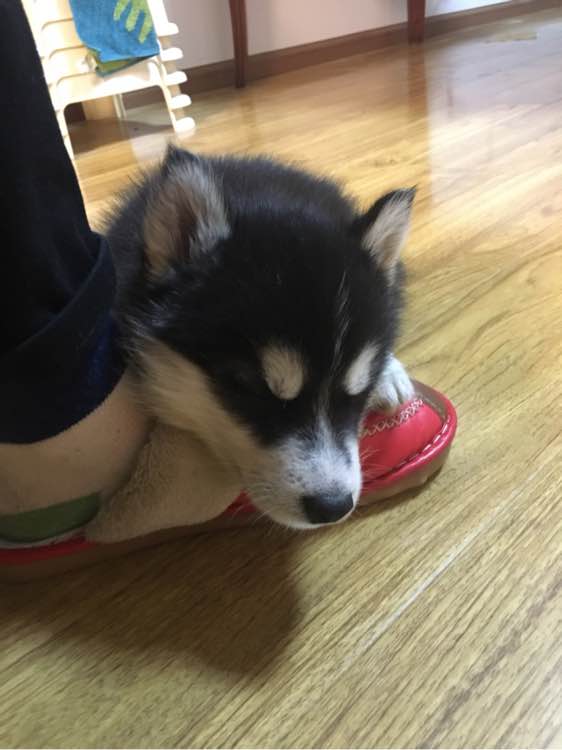 哈士奇关笼子里一直叫怎么训练,家里哈士奇老是叫