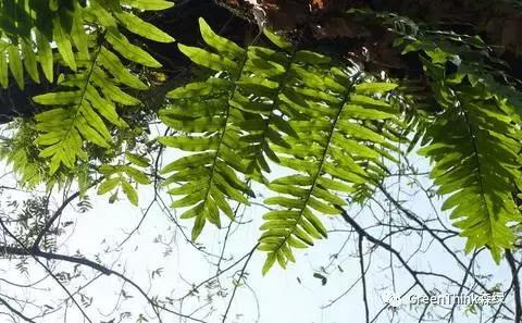 狼尾蕨造景方法,狼尾蕨的森林造景