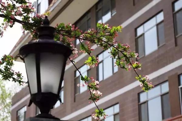 美爆了春天好去处,天津春天赏花的地方有哪些推荐