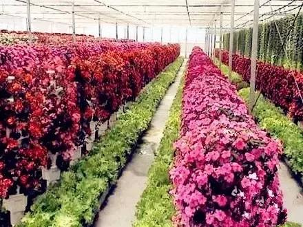 美爆了春天好去处,天津春天赏花的地方有哪些推荐