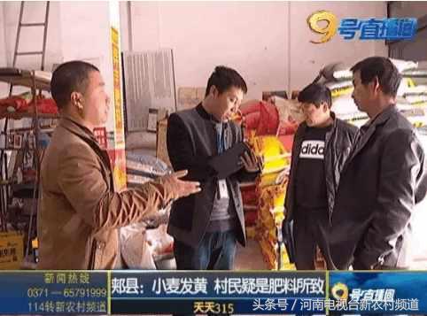 小麦扬花后麦叶尖发黄是怎么回事,小麦假化肥表现