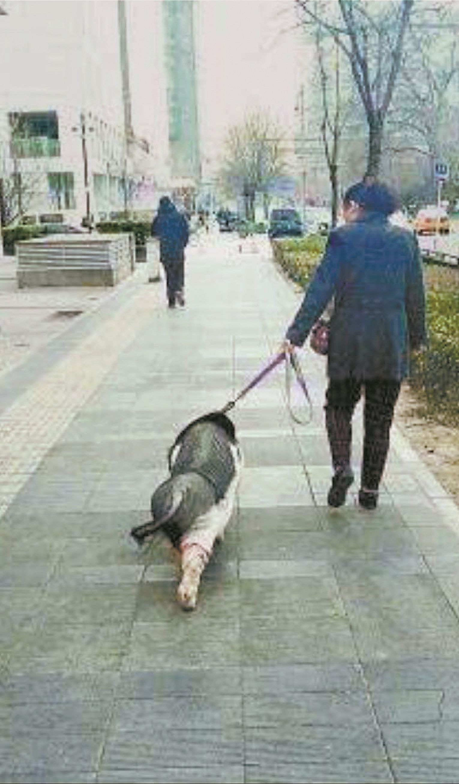 大妈中关村高档公寓内养猪楼道5年每天都要喷空气清新剂