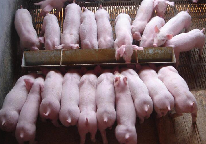 仔猪尾巴枯烂是什么病,仔猪尾巴烂死了