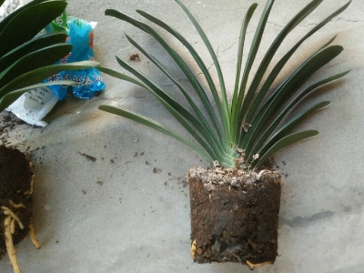 即将开花的花卉可以换盆吗,花卉换盆方法及注意事项