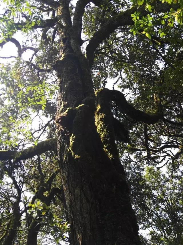 禄劝九龙石牛山原始森林,云南禄劝县团街镇卓干山原始森林