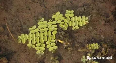 狼尾蕨造景方法,狼尾蕨的森林造景