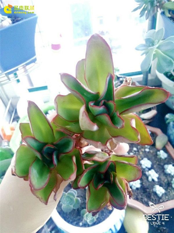 一个脚气患者的真实故事,关于癣有趣的故事