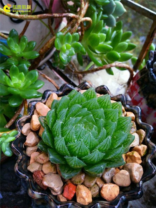 一个脚气患者的真实故事,关于癣有趣的故事