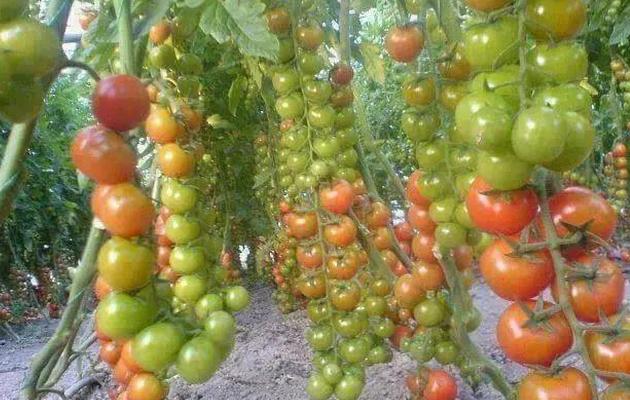 蔬菜种植没销路怎么办,蔬菜种植过程中资金不够该怎么办