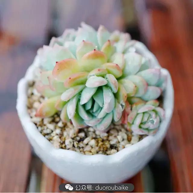 春雨多肉精品,包邮区的多肉
