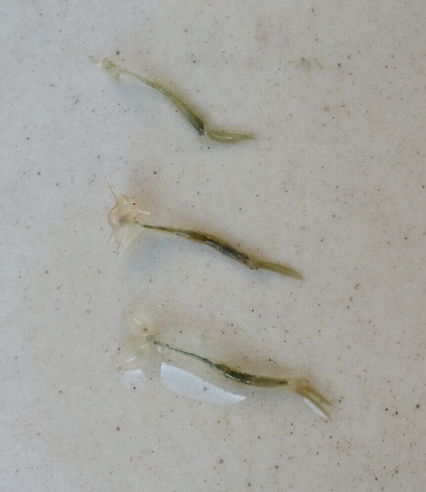 锚头鳋的图片,锚头鳋反反复复如何防治