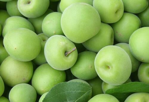 自制青梅酵素梅子软化了,新鲜青梅晾两天做青梅酵素