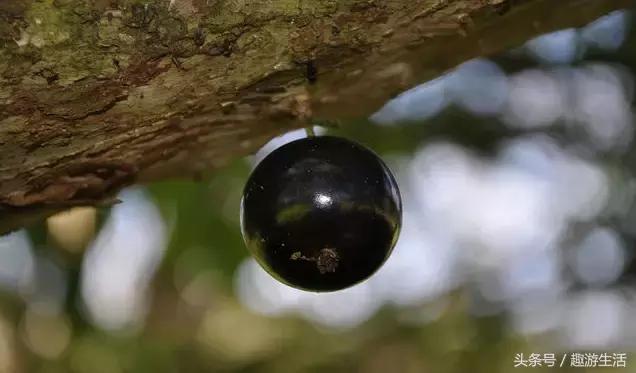 珍稀果种嘉宝果,珍稀福冈嘉宝果