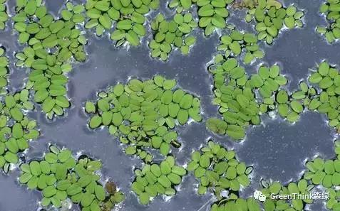 狼尾蕨造景方法,狼尾蕨的森林造景
