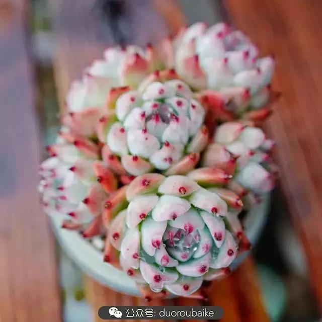 娇艳欲滴的多肉植物,春雨中多肉图片大全