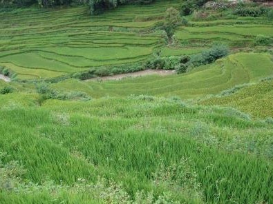 农村种植补贴新政策信息,怎样才能享受农民种植补贴政策