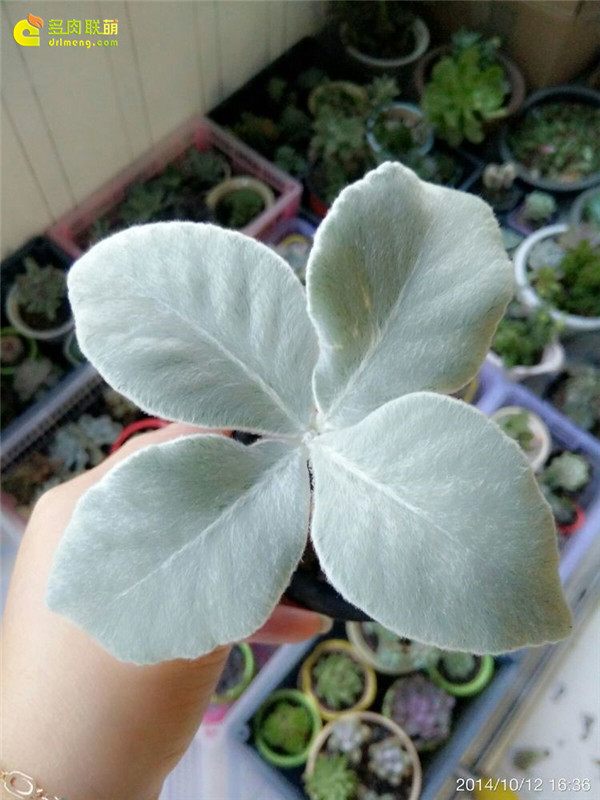 一个脚气患者的真实故事,关于癣有趣的故事