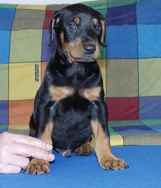 好养具有攻击性但温顺的狗狗,长毛的狗和短毛的狗哪个好养