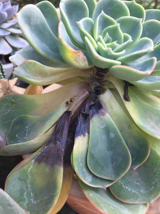 多肉植物如何防治病害,多肉植物病害处理视频