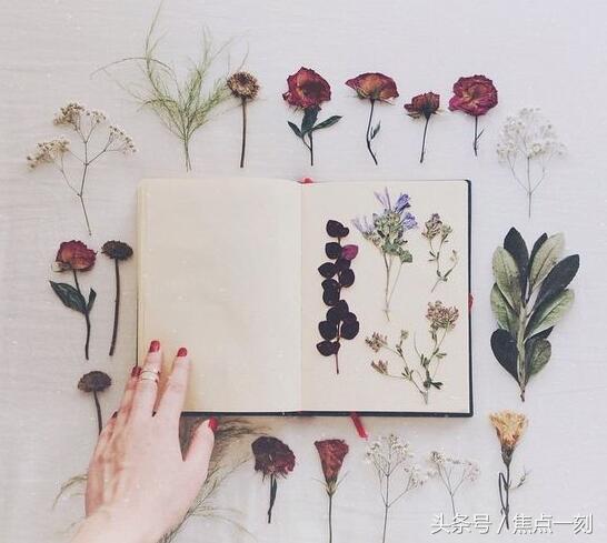 干花怎么样才会制作成功,干花的制作方法有哪些步骤