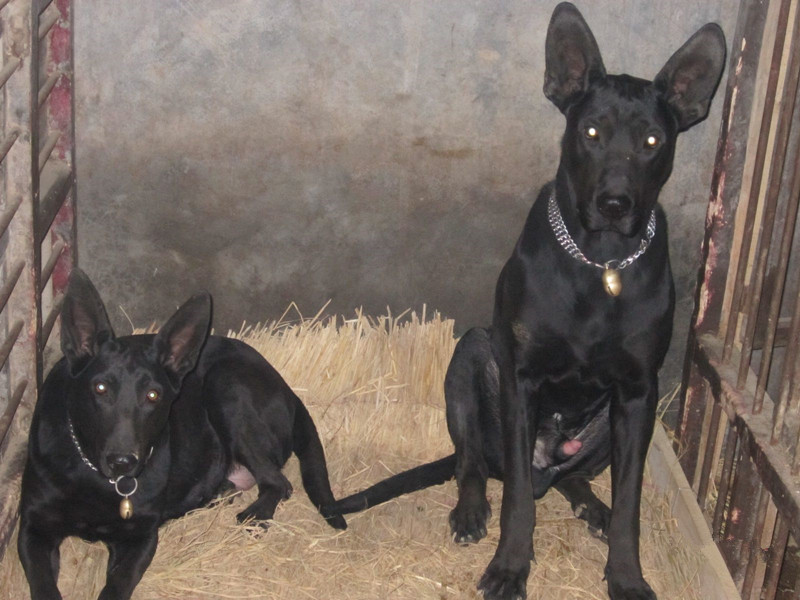 大型护卫犬黑狼智商,黑狼犬视频德国牧羊犬