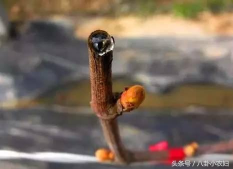 怎样确定葡萄伤流期开始与结束,葡萄现在伤流是冬剪出问题了吗