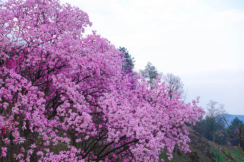 《天天向上》魏大勋强烈推荐赏辛夷花的地方，你还不快去！